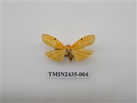 藏品(緣點苔蛾)的圖片